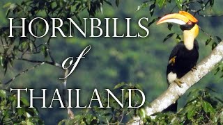 🔴 Hornbills of Thailand Documentary Nature Wildlife Birds Nathalie’s World [upl. by Dela793]