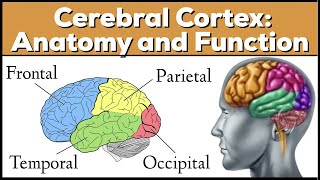 Lobes of the Brain Cerebrum Anatomy and Function Cerebral Cortex [upl. by Eelik]