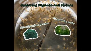 How To Culture Daphnia and Moinas using Green Water Spirulina powder [upl. by Stilwell826]