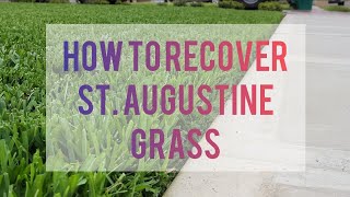 5 Steps To Recover St Augustine Grass [upl. by Akirdna]