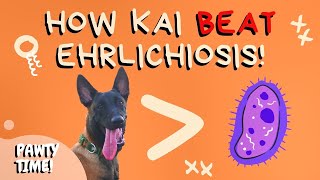 How Kai BEAT Canine Ehrlichiosis  Treatment for Canine Ehrlichiosis [upl. by Duax311]