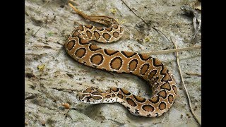 Russells Viper  One Of The Most Venomous Snakes Of The World [upl. by Gnaig]