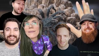 The CONFLICT and CARE of PINKTOE TARANTULAS ft special guests [upl. by Acinorehs]