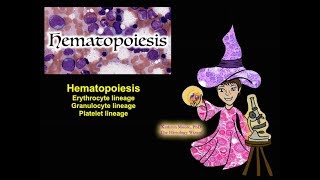 Hematopoiesis Erythrocyte Granulocyte and Platelet Lineages CC [upl. by Suoirtemed]