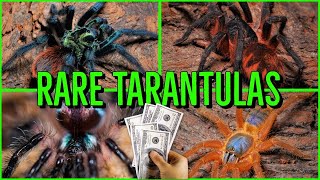 Top 10 RARE amp EXPENSIVE Tarantulas [upl. by Horn]