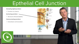 Eptihelial Cell Junctions – Histology  Lecturio [upl. by Kiraa657]