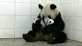 Baby Twin Pandas  Panda Babies  BBC Earth [upl. by Roosnam]