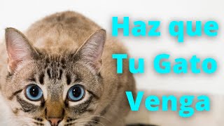 📣 Sonidos Para que tu Gato Venga  Maullidos y Purrs Para Atraer a Tu Gato Cuando Se Esconda 🐈 [upl. by Eiznekam708]