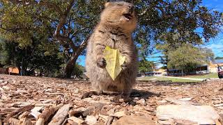 Want to see a quokka eat a leaf [upl. by Lidda]