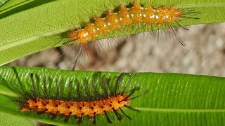 Oleander Caterpillar Damage in Home Landscapes [upl. by Sivartal]