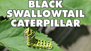 Meet The Black Swallowtail Caterpillar [upl. by Steffen809]