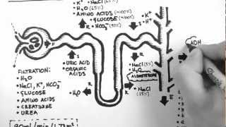 Nephron Function [upl. by Presber]