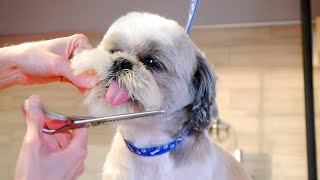 Grooming Shih Tzu Face [upl. by Eldin]