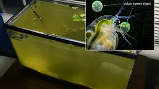 Raising Daphnia for the Freshwater Aquarium [upl. by Nayk]