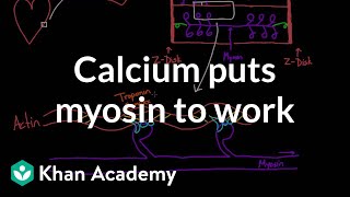 Calcium puts myosin to work  Circulatory system physiology  NCLEXRN  Khan Academy [upl. by Cheston964]