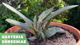 GASTERIA DOREENIAE  Cuidados [upl. by Goodman22]