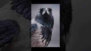 How to Pronounce Corvidae Correctly [upl. by Noryt151]