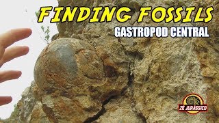 Finding Fossils  Gastropod Central [upl. by Aretta]