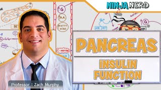 Endocrinology  Pancreas Insulin Function [upl. by Nisse191]