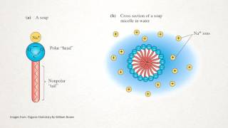 How does Soap Work [upl. by Gowrie]