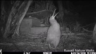 Male Kiwi Calling [upl. by Shirlie]