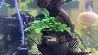 SYNODONTIS FISH [upl. by Moorefield]