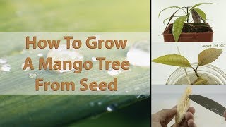 How To Grow A Mango Tree From Seed  EASY  With Results  HD Macro [upl. by Cochran987]