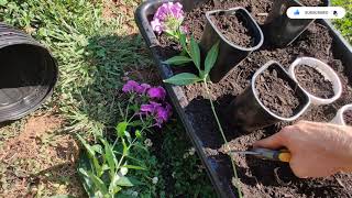 How To Propagate Phlox [upl. by Aisaim]