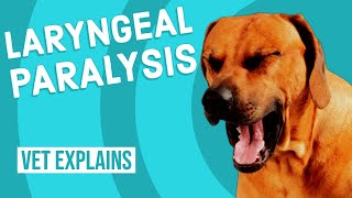 Laryngeal Paralysis in Dogs [upl. by Zacharie73]