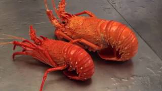 Recfishwest  How to perfectly cook crayfish [upl. by Gleason495]