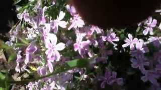 Candy Stripe Creeping Phlox A showy spring flower and fullsun groundcover [upl. by Charmane]