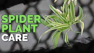 Spider Plant Care How To Grow Chlorophytum Comosum [upl. by Doner]