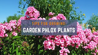 Grow Together Tips for Growing Garden Phlox [upl. by Gabrielli880]