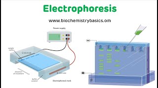 Electrophoresis Technique  Electrophoresis Biochemistry [upl. by Annaeel419]