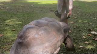 Tortues géantes à lÎle Curieuse Seychelles [upl. by Froemming]