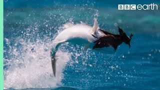 Fish Vs Bird  Blue Planet II  BBC Earth [upl. by Smitt]