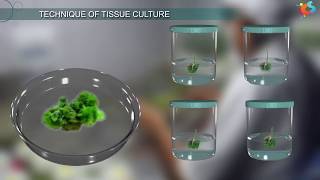 Tissue Culture [upl. by Lansing]