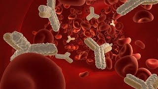 Human Physiology  Humoral Immunity [upl. by Solitta650]