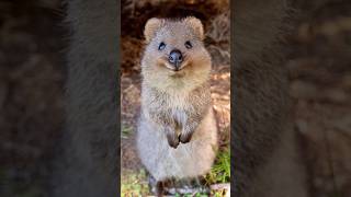 Quokka  Happiest Animal [upl. by Bihas]