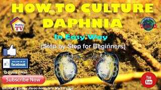 HOW TO CULTURE DAPHNIA In Easy Way [upl. by Edie]