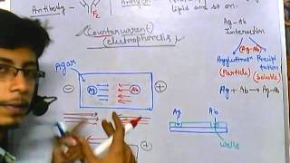 Immunoelectrophoresis counter current [upl. by Brynna310]