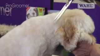 Grooming Guide  Cockapoo Pro Groomer [upl. by Yslek]