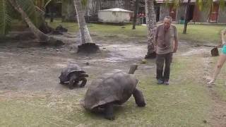 Seychellen  Insel der Riesenschildkröten [upl. by Gnos]