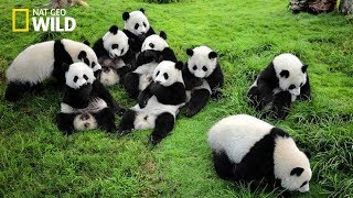 Life of Rare Panda – National Geographic And Wildlife Animal Documentary [upl. by Narhet]