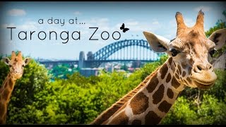 Taronga Zoo Sydney Australia [upl. by Alasteir]