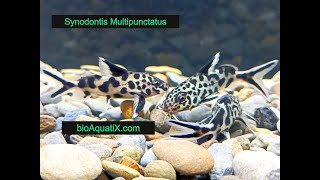 Synodontis Multipunctatus [upl. by Jonathan492]