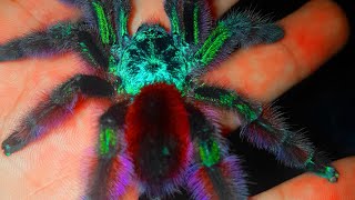 Best Beginner TarantulaCaribena Ex Avicularia versicolorMartinique red spiderMartinique pinktoe [upl. by Stone]