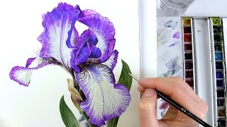 How to paint realistic botanical bearded Iris in watercolour with Anna Mason [upl. by Mayeda638]