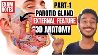 parotid gland external features anatomy  external features of parotid gland anatomy [upl. by Yadrahc]