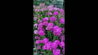 Plant Spotlight  Garden Phlox [upl. by Hamel]